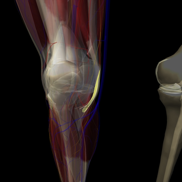 Knee Medial Collateral Ligament Function