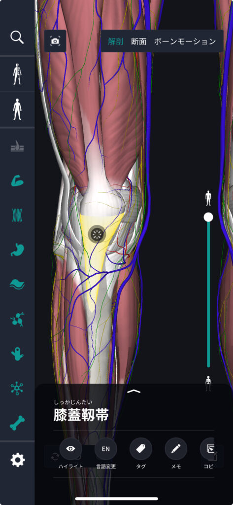 膝蓋靱帯（しつがいじんたい）とは？場所・位置や英語などを人体解剖図で解説 - teamLabBody