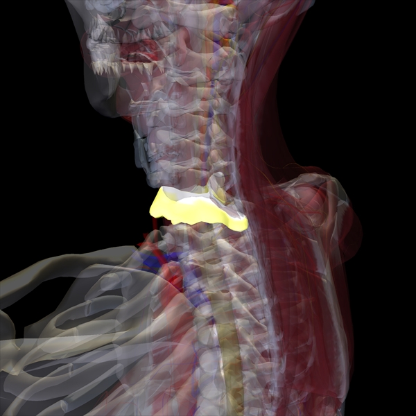 人体の構造の全てがわかる解剖学アプリの決定版
