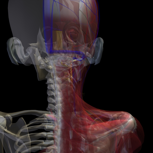 人体の構造の全てがわかる解剖学アプリの決定版