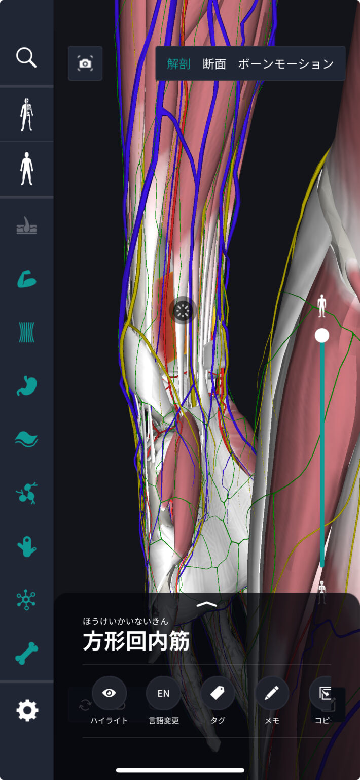 方形回内筋（ほうけいかいないきん）とは？場所・位置や英語などを人体解剖図で解説 teamLabBody